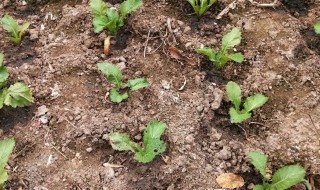 秋天大白菜怎么浇水(种白菜浇水的正确方法)