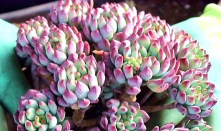 克洛伊多肉怎么养 洛神多肉如何养