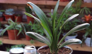 君子兰新叶皱怎么处理 君子兰新叶发皱