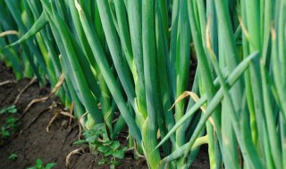 蒜苗叶子发黄施什么肥料(蒜苗叶子发黄施什么肥料呢)