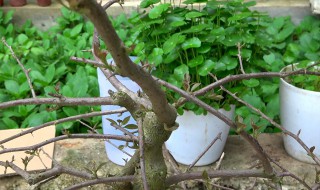 三角梅如何控水 三角梅如何浇水