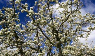 梨树秋季修剪技术 桃树冬季修剪时间和方法