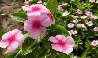 长春花怎么收种子 长春花的种子怎么种