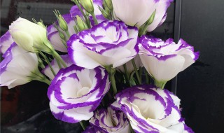 洋桔梗怎么水养 洋桔梗怎么水养更长久