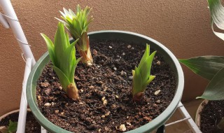 百合种球发芽后怎么养 百合种球发芽后怎么养活