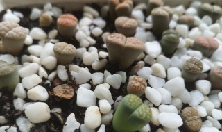 石生花长得高了怎么办 石生花长得高了怎么办