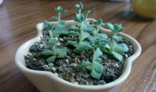 多肉小苗怎么移植(怎样移植多肉小苗)