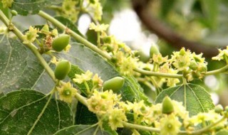 枣树枣没成熟时落叶怎么回事(枣树快成熟时落叶落果)