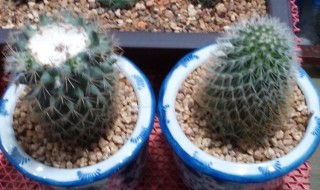 仙人球徒长了还能变圆吗 仙人球砍掉一半还可以长吗