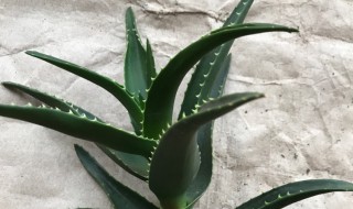 芦荟根剪掉几天后可以重新栽(芦荟太高了怎么截断怎么修剪)