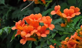 美国凌霄花的种植方法 美国凌霄花的种植方法视频