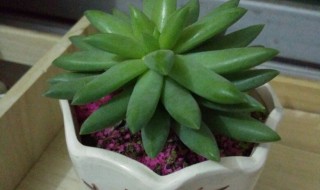 多肉需要多久浇一次水（多肉需要多久浇一次水,多久需浇营养水）