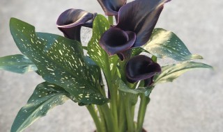 彩色马蹄莲第二年怎么不开花 马蹄莲休眠后不挖还能开花吗