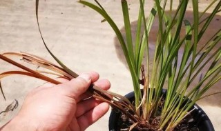 兰花移栽后如何才能快速服盆?（兰花移栽后如何才能快速服盆呢）