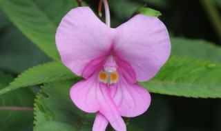 凤仙花靠什么传播种子? 凤仙花什么时候播种最好