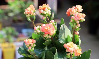 长寿花如何养殖(长寿花如何养殖才能开花)