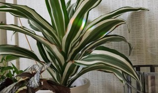 龙血树叶太多了可不可以掰了（家里为什么不能养龙血树）