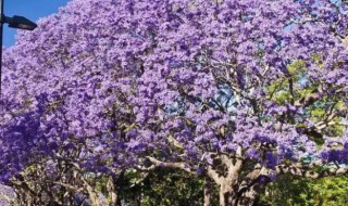 蓝花楹怎么种植（蓝花楹怎么种植视频）