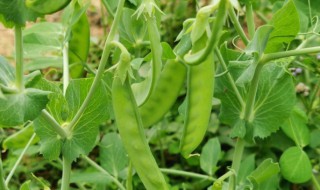 豌豆种植技术与管理（豌豆种植技术与管理方法）