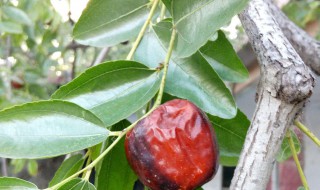 枣树不结枣是什么原因 枣树不结枣是什么原因造成的