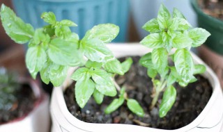 罗勒为什么不能室内养（九层塔为什么禁止室内种植）