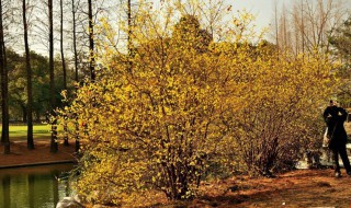 腊梅移栽注意事项 腊梅移栽注意事项视频