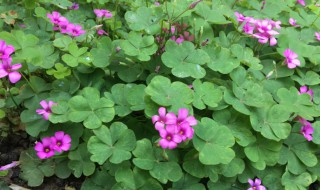 三叶草怎么养爆盆(三叶草怎么养爆盆)