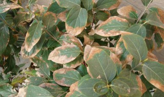 腊梅树为什么夏天叶子会枯萎 腊梅树夏季叶子发黄枯萎