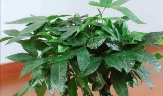 小发财树怎么养才茂盛怎么浇水（水养小棵发财树怎么养枝叶旺）