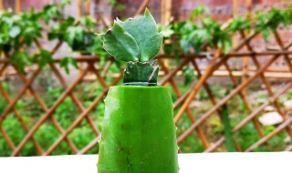 蟹爪兰怎样栽培（蟹爪兰怎样栽培管理）