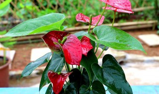 水培红掌怎么养才能开花（家里千万不能养红掌）