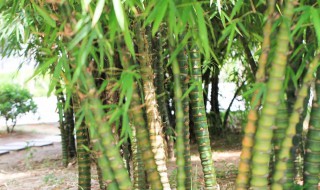 佛肚竹怎么养（佛肚竹盆景怎么养）