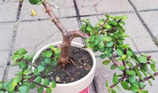 树马齿苋养殖方法和注意事项 树马齿苋花叶子脱落干枯