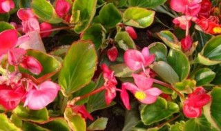 花卉玻璃翠的繁殖方法 花卉玻璃翠花的养殖方法