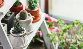 春羽老桩怎么养（春羽多久才能养成老桩）