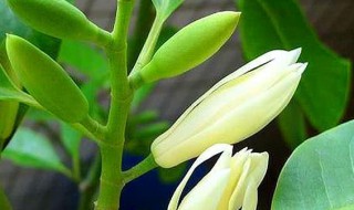 白兰花可以用枝条扦插吗 白兰花扦插生根最快方法