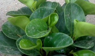 绿公主和金钻的区别(绿公主和金钻的区别是什么)