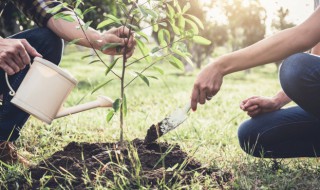 美女樱枝条枯萎的原因 美女樱为什么会干枯