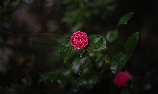 红色的花有哪些（白色的花有哪些）