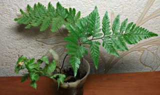 根状茎植物有哪些(根状茎植物有哪些种类)