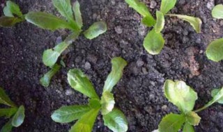 窝笋籽怎么发芽 莴笋籽冬天怎么才发芽