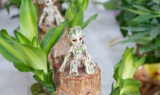 巴西木芽断了怎么处理 巴西木发芽之后芽掉了怎么办