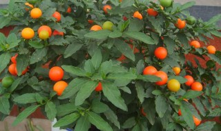 四季果只开花不结果什么原因（四季果只开花不结果什么原因造成的）