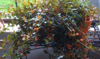 金鱼吊兰干枯怎么挽救（金鱼吊兰干枯怎么挽救呢）