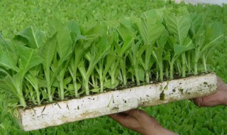 蔬菜育苗盘育苗方法 蔬菜育苗盘育苗方法无土