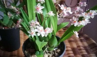 文心兰有毒吗能在家里养吗 文心兰可以放卧室养吗