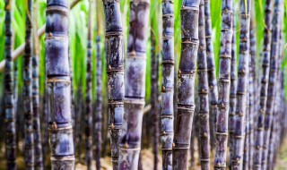 甘蔗的种植技术与管理技术（甘蔗的种植技术与管理技术内容简报）