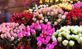 盆栽月季花怎么养才不会枯萎 盆栽月季花怎么养才不会枯萎掉