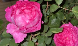 胭脂香水为什么难养 胭脂香水为什么难养活