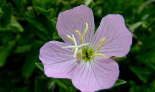 什么花开四瓣 什么花是四瓣花